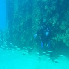 spearfishing